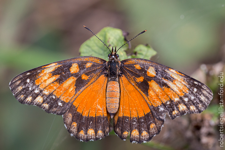 orange and black butterfly